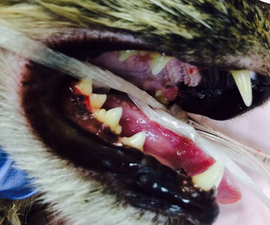 Feline Odontoclastic Resorptive Lesions or ORL