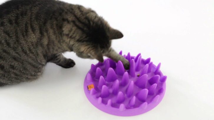 cat feeding puzzles