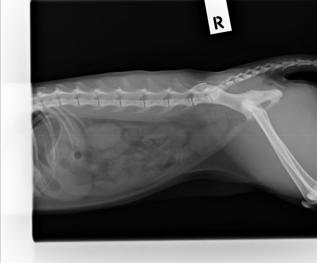 symptoms of pica in cats symptoms of pica in cats