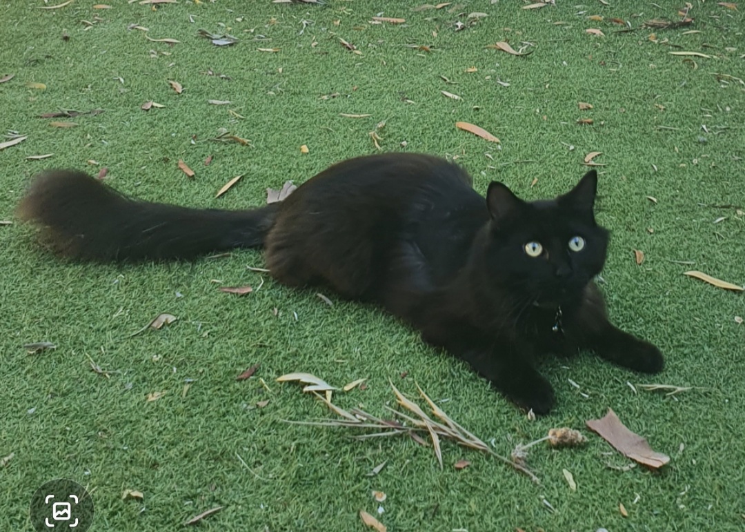 Fip Feline Infectious Peritonitis Perth Cat Hospital