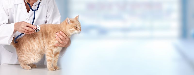 what are bpc 157 peptides BPC157