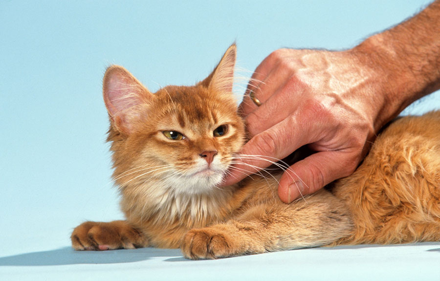 Pain Medication For Cats Non steroidal Anti inflammatories NSAIDS 
